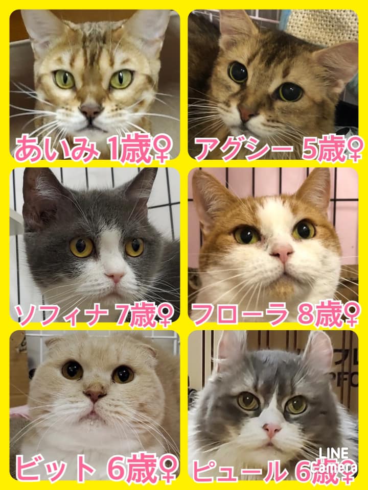 🐾今日の里親様募集中ニャンコ🐱メンバーです🐾2021,10,17